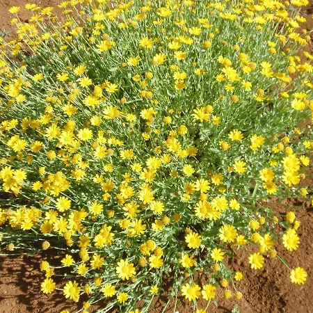 Aecolibrium فندق مبيت وإفطار 4*